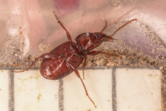 Pterostichus pumilus