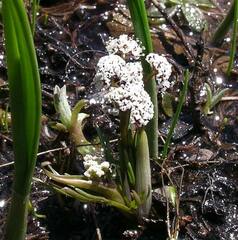 Lomatium linearifolium
