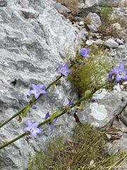 Campanula austroadriatica