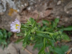 Erigeron annuus