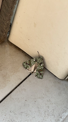 Lacinipolia laudabilis