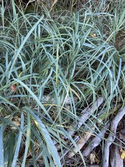 Leymus mollis