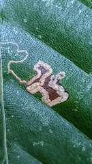 Stigmella tityrella