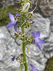 Campanula austroadriatica