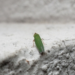 Cicadellini