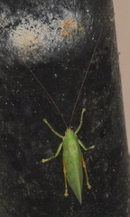 Rhomboptera semilunata