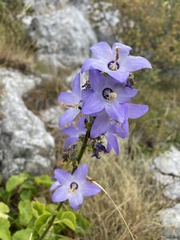 Campanula austroadriatica