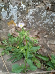 Erigeron annuus