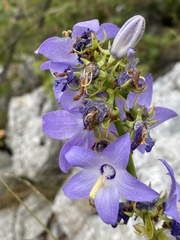 Campanula austroadriatica