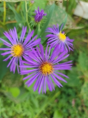 Symphyotrichum novae-angliae
