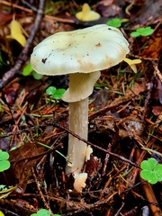 Amanita citrina