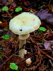 Amanita citrina