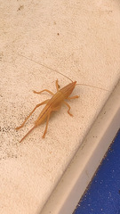 Pyrgocorypha uncinata