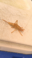 Pyrgocorypha uncinata