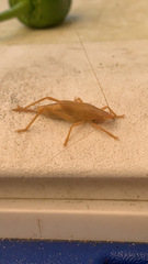 Pyrgocorypha uncinata