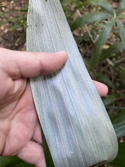 Cryosophila stauracantha