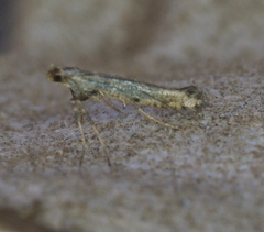 Caloptilia