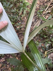 Cryosophila stauracantha