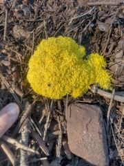 Fuligo septica