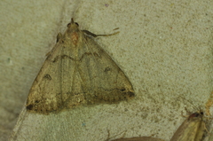 Zanclognatha laevigata