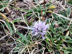 Globularia repens