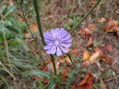 Cichorium intybus