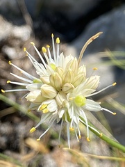 Allium horvatii
