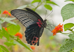 Papilio memnon agenor