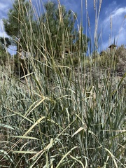 Leymus cinereus