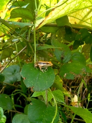 Hydrophylax bahuvistara