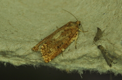 Choristoneura fumiferana