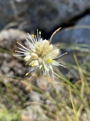 Allium horvatii