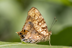 Hypanartia lethe