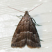 Large Hypenodes Moth - Photo (c) Larry Clarfeld, some rights reserved (CC BY-NC), uploaded by Larry Clarfeld