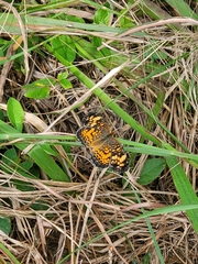 Phyciodes tharos