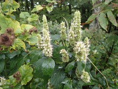 Agastache scrophulariifolia