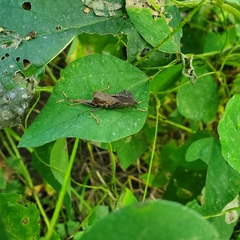 Acanthocephala terminalis