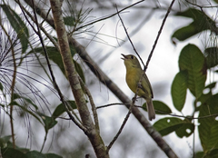 Vireo gundlachii
