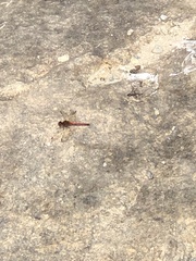 Sympetrum vicinum