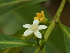 Cyclophyllum schultzii