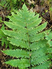 Dryopteris goldieana