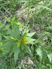Solidago lepida