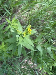 Solidago lepida