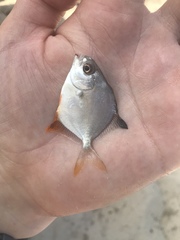 Trachinotus falcatus
