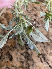 Amaranthus polygonoides