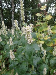 Agastache scrophulariifolia