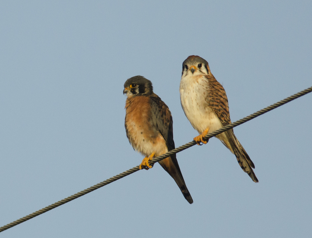 American Kestrel