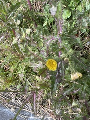 Sonchus asper