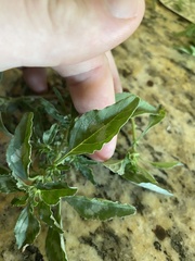 Amaranthus polygonoides