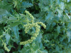 Atriplex tatarica
